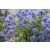 Kék táskavirág Ceanothus 50-60 cm