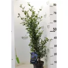 Kék táskavirág Ceanothus impressus Victoria