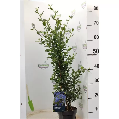 Kék táskavirág Ceanothus impressus Victoria