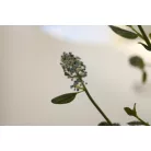 Kék táskavirág Ceanothus impressus Victoria
