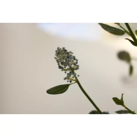 Kék táskavirág Ceanothus impressus Victoria