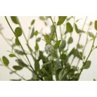 Kék táskavirág Ceanothus impressus Victoria