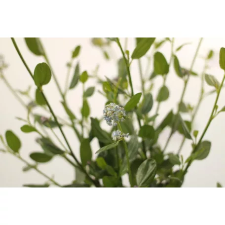 Kék táskavirág Ceanothus impressus Victoria