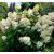 Fehérvirágú cserjés hortenzia Hydrangea paniculata Kyushu