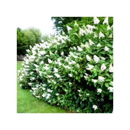 Bugás hortenzia Hydrangea paniculata 'Tardiva'