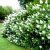 Bugás hortenzia Hydrangea paniculata 'Tardiva'