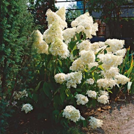 Fehér, kúpvirágú bugás hortenzia Hydrangea paniculata 'Grandiflora'