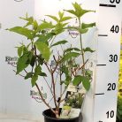 Fehér, kúpvirágú bugás hortenzia Hydrangea paniculata 'Grandiflora'