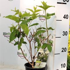   Fehér, kúpvirágú bugás hortenzia Hydrangea paniculata 'Grandiflora'