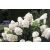 Óriás bugás hortenzia Hydrangea paniculata 'Phantom'