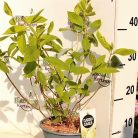 Bugás hortenzia Hydrangea paniculata 'Magical Summer'