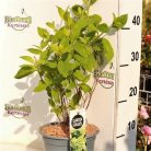 Bugás hortenzia Hydrangea paniculata 'Magical Candle'