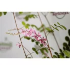 Indigócserje Indigofera howellii 'Reginald Cory' 25-30 cm