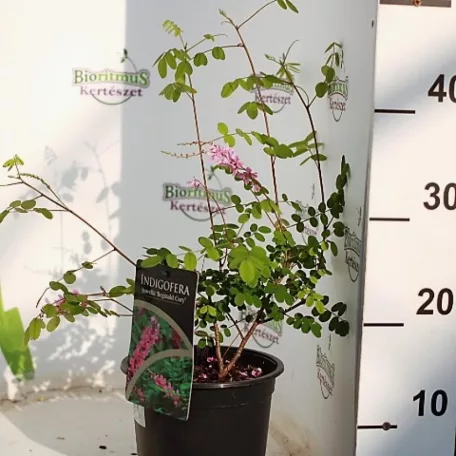 Indigócserje Indigofera howellii 'Reginald Cory' 25-30 cm