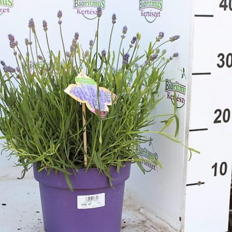 Sötétkék levendula Lavandula ang. 'Hidcote'