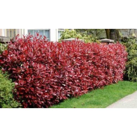 Korallberkenye 'Dynamo Red'  Photinia fras. 'Dynamo Red' 20-30 cm