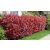 Korallberkenye 'Dynamo Red'  Photinia fras. 'Dynamo Red' 20-30 cm