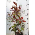 Korallberkenye 'Dynamo Red' Photinia fras. 'Dynamo Red' 20-30 cm