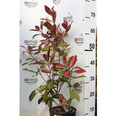   Korallberkenye 'Dynamo Red' Photinia fras. 'Dynamo Red' 20-30 cm