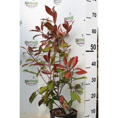 Korallberkenye 'Dynamo Red' Photinia fras. 'Dynamo Red' 20-30 cm