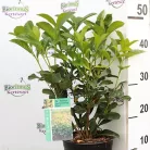 Babérmeggy Etna Prunus laurocerasus Etna