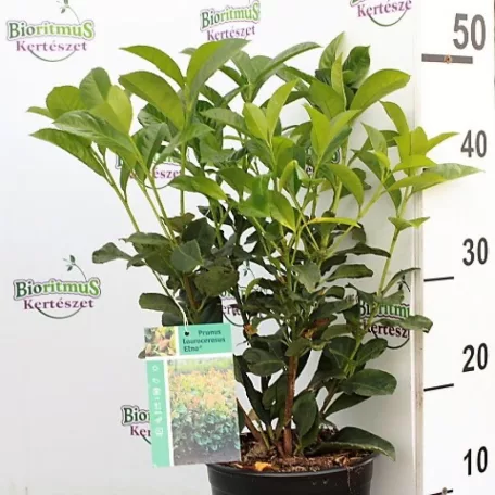 Babérmeggy Etna Prunus laurocerasus Etna