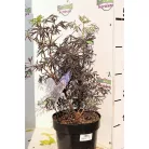 Bordó, szeldelt levelű bodza Sambucus nigra 'Black Lace' 30-40cm