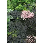 Bordó, szeldelt levelű bodza Sambucus nigra 'Black Lace' 30-40cm
