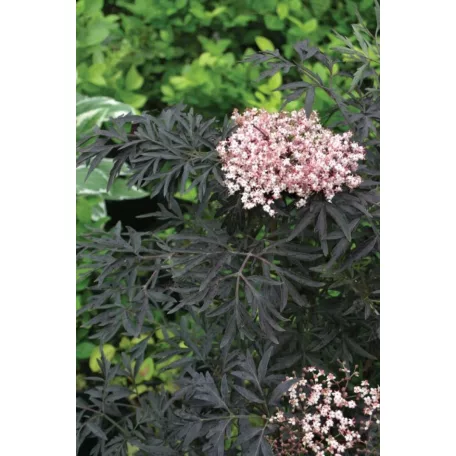 Bordó, szeldelt levelű bodza Sambucus nigra 'Black Lace' 30-40cm