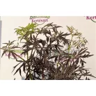 Bordó, szeldelt levelű bodza Sambucus nigra 'Black Lace' 30-40cm