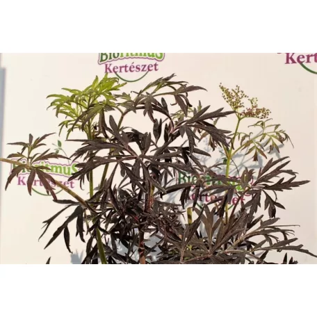 Bordó, szeldelt levelű bodza Sambucus nigra 'Black Lace' 30-40cm
