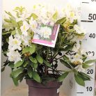 Örökzöld havasszépe Rhododendron 'Madame Masson'