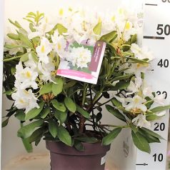   Örökzöld havasszépe Rhododendron 'Madame Masson'