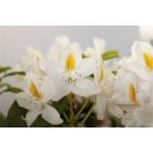 Örökzöld havasszépe Rhododendron 'Madame Masson'