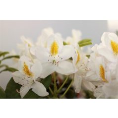   Örökzöld havasszépe Rhododendron 'Madame Masson'