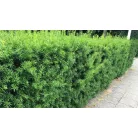 Oszlopos tiszafa Taxus media 'Hillii' (hímivarú) 30/+ cm