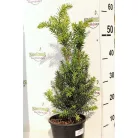 Oszlopos tiszafa Taxus media 'Hillii' (hímivarú) 30/+ cm