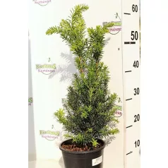   Oszlopos tiszafa Taxus media 'Hillii' (hímivarú) 30/+ cm