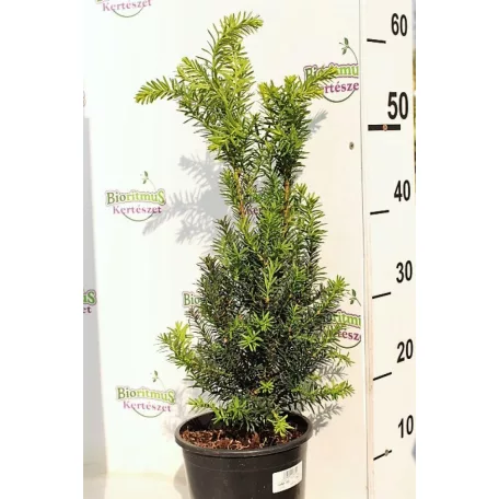 Oszlopos tiszafa Taxus media 'Hillii' (hímivarú) 30/+ cm