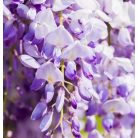 Lilaakác (halványlila) Wisteria floribunda 'Issai' 65/+cm
