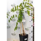 Lilaakác (halványlila) Wisteria floribunda 'Issai' 65/+cm