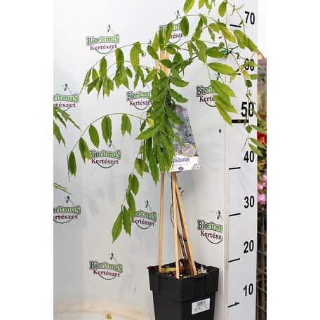 Lilaakác (halványlila) Wisteria floribunda 'Issai' 65/+cm