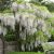 Fehér virágú lilaakác Wisteria floribunda 'Longissima Alba' 65+cm