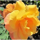 Rózsa Rosa Orange Sunshine