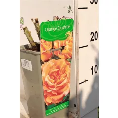 Rózsa Rosa Orange Sunshine