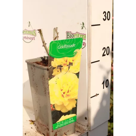 Sárga futórózsa Rosa Gold Fassade