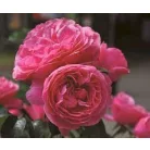 Rózsa Rosa Leonardo da Vinci