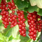 Piros ribizli Ribes rubrum 'Rovada' rezisztens ' 50-60 cm