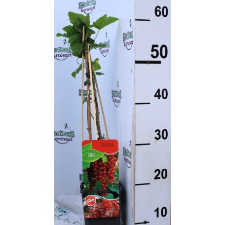 Piros ribizli Ribes rubrum 'Rovada' rezisztens ' 50-60 cm