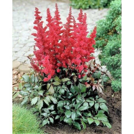 Kerti tollbuga piros Astilbe 'Fanal'